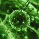 virus